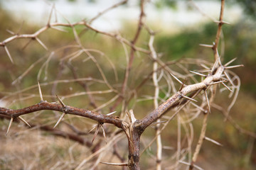 dry thorn