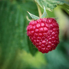 Close up of ripe raspberry