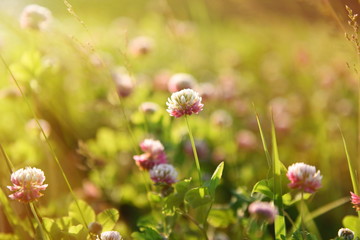 Clover field with flowers