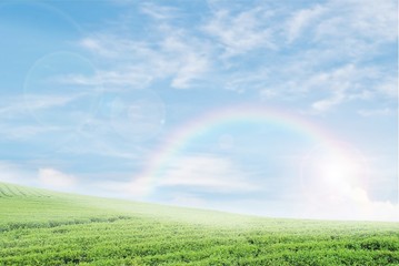 field on a background of the blue sky with rainbow