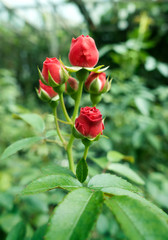 Red roses in the garden