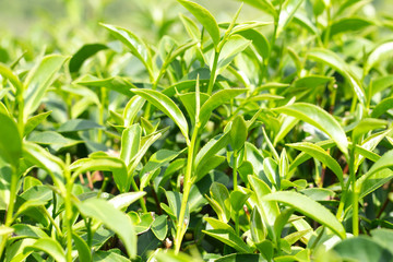 tea leafs