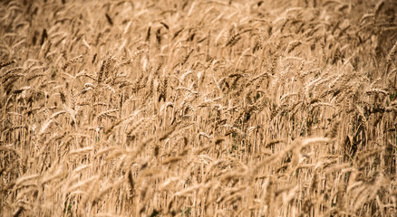 Ripe ears background