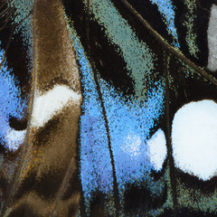 blue butterfly wing