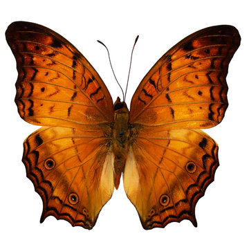 Common Cruiser butterfly