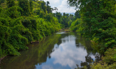 river and woods nature green