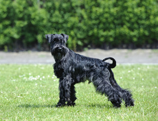 Miniature Schnauzer