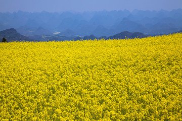 Obraz premium 菜の花畑