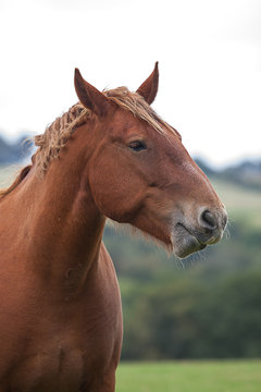 photo portrait of a heavy horse