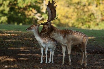 Naklejka na ściany i meble male and female fallow deer