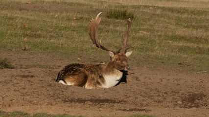 Resting male fallow deer