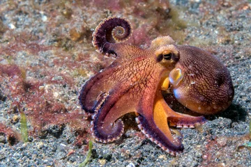Fotobehang coconut octopus underwater macro portrait on sand © Andrea Izzotti
