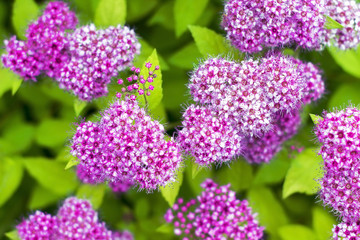 Bunch of small purple flowers on a background of green leaves