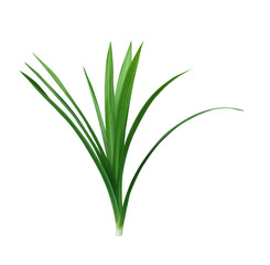 Fototapeta premium Pandan leaves on white background