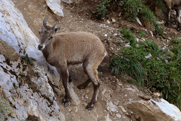Bouquetin