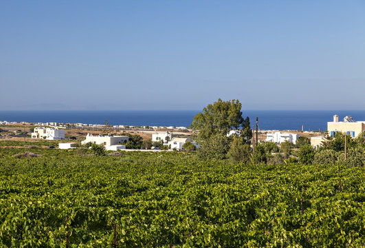 Santorini Vineyard Landscape