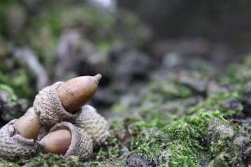 acorns in the forest