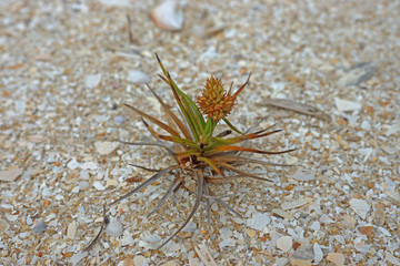 Beach grass.