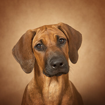Portrait of Rhodesian Ridgeback dog