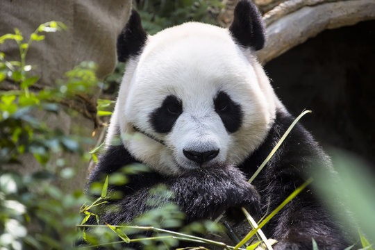 Giant panda Ailuropoda melanoleuca eating the bamboo zoo Singapore