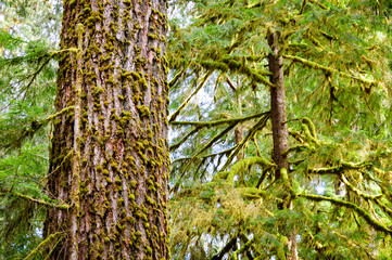 Obraz premium Up Close at Olympic National Park