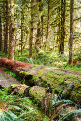 Downed Tree at Olympic National Park