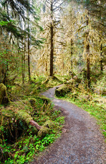Winding Trail at Olympic National Park