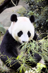 Obraz na płótnie Canvas Giant panda Ailuropoda melanoleuca eating the bamboo zoo Singapore