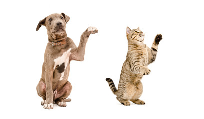 Playful puppy pit bull and a cat Scottish Straight