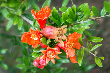 Granatapfelblüte, Pomegranate flower