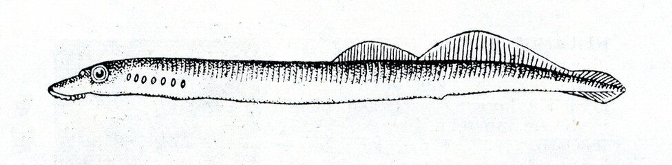 European river lamprey (Lampetra fluviatilis)