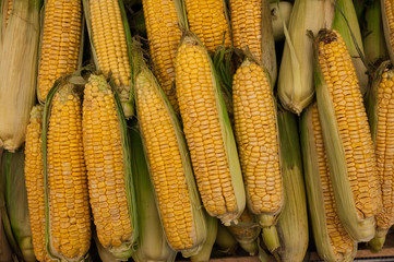 Raw Organic Yellow Seet Corn sold on market