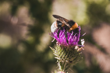 bumblebee seating  on thistle flower