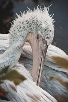White Dalmatian pelican portrait