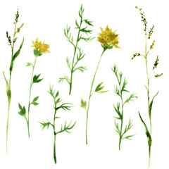 Fototapeta na wymiar Set of watercolor drawing herbs
