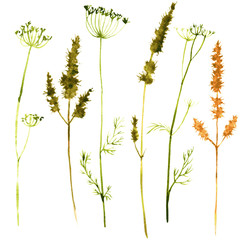 Set of watercolor drawing herbs