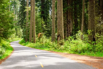 Papier Peint photo Lavable Parc naturel Route pavée à travers le parc national de Redwoods
