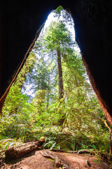 Inside Tree at Redwoods National Park