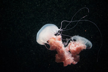 Naklejka premium Beautiful pink jellyfish on black background