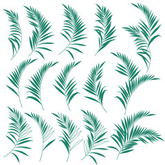 トロピカルリーフ　シダ