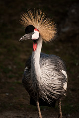 Portrait of a Grey Crowned Crane