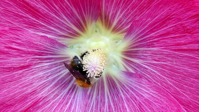 A bumble bee collecting nectar on a large flower

