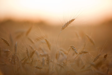Fototapeta premium Wheat field