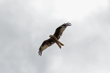 Rotmilan (Milvus milvus)