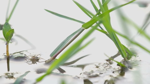 damselfly is laying egg in the water and flying away because the spider is trying to attack this damselfly