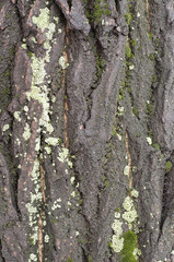 Obraz premium Tree bark texture