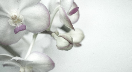 Fototapeta na wymiar Sweet color orchid in soft color and blur style on mulberry paper texture 