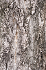 Tree bark texture