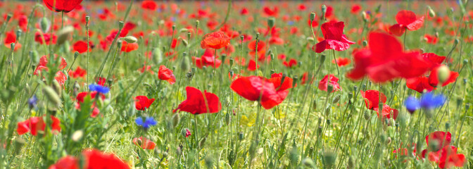 Fototapeta na wymiar Wild summer meadow full with red blossom poppies and flowers, horizontal 