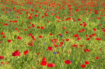 red poppies in summer field